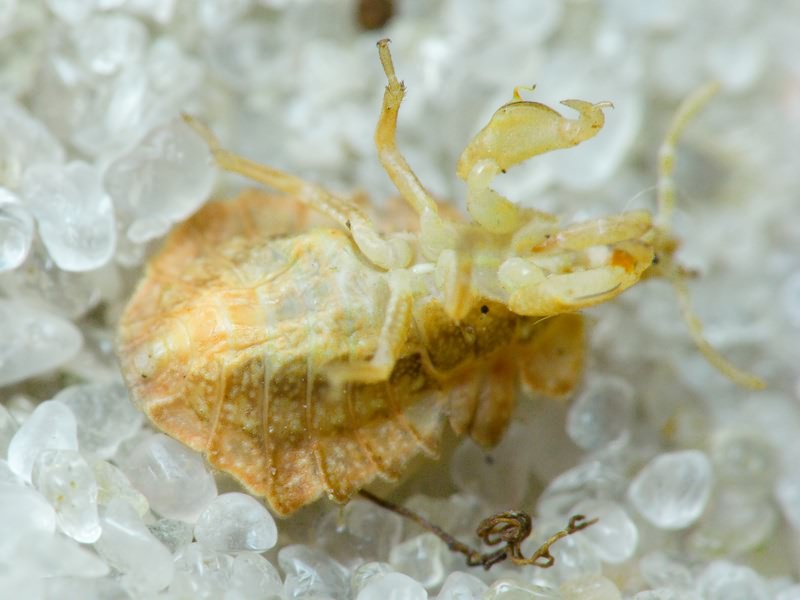 Phymata crassipes (Fabricius, 1775)